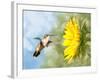 Dreamy Image Of A Hummingbird Next To A Sunflower-Sari ONeal-Framed Photographic Print