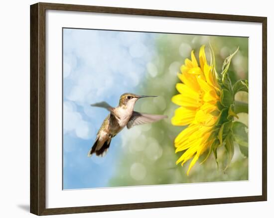 Dreamy Image Of A Hummingbird Next To A Sunflower-Sari ONeal-Framed Photographic Print