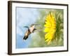 Dreamy Image Of A Hummingbird Next To A Sunflower-Sari ONeal-Framed Photographic Print