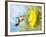 Dreamy Image Of A Hummingbird Next To A Sunflower-Sari ONeal-Framed Photographic Print