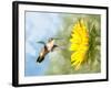 Dreamy Image Of A Hummingbird Next To A Sunflower-Sari ONeal-Framed Photographic Print