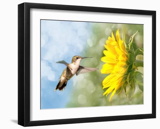 Dreamy Image Of A Hummingbird Next To A Sunflower-Sari ONeal-Framed Photographic Print