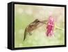 Dreamy Image Of A Ruby-Throated Hummingbird Feeding On A Pink Zinnia Flower-Sari ONeal-Framed Stretched Canvas