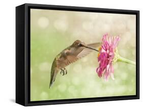 Dreamy Image Of A Ruby-Throated Hummingbird Feeding On A Pink Zinnia Flower-Sari ONeal-Framed Stretched Canvas