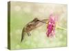 Dreamy Image Of A Ruby-Throated Hummingbird Feeding On A Pink Zinnia Flower-Sari ONeal-Stretched Canvas