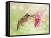 Dreamy Image Of A Ruby-Throated Hummingbird Feeding On A Pink Zinnia Flower-Sari ONeal-Framed Stretched Canvas