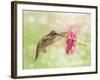 Dreamy Image Of A Ruby-Throated Hummingbird Feeding On A Pink Zinnia Flower-Sari ONeal-Framed Photographic Print