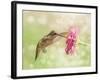 Dreamy Image Of A Ruby-Throated Hummingbird Feeding On A Pink Zinnia Flower-Sari ONeal-Framed Photographic Print