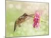 Dreamy Image Of A Ruby-Throated Hummingbird Feeding On A Pink Zinnia Flower-Sari ONeal-Mounted Photographic Print