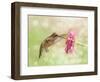 Dreamy Image Of A Ruby-Throated Hummingbird Feeding On A Pink Zinnia Flower-Sari ONeal-Framed Photographic Print