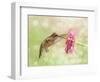 Dreamy Image Of A Ruby-Throated Hummingbird Feeding On A Pink Zinnia Flower-Sari ONeal-Framed Photographic Print