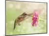 Dreamy Image Of A Ruby-Throated Hummingbird Feeding On A Pink Zinnia Flower-Sari ONeal-Mounted Photographic Print