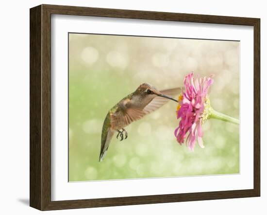 Dreamy Image Of A Ruby-Throated Hummingbird Feeding On A Pink Zinnia Flower-Sari ONeal-Framed Photographic Print