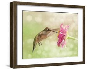 Dreamy Image Of A Ruby-Throated Hummingbird Feeding On A Pink Zinnia Flower-Sari ONeal-Framed Photographic Print