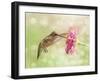 Dreamy Image Of A Ruby-Throated Hummingbird Feeding On A Pink Zinnia Flower-Sari ONeal-Framed Photographic Print