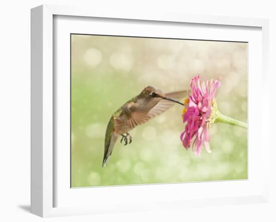 Dreamy Image Of A Ruby-Throated Hummingbird Feeding On A Pink Zinnia Flower-Sari ONeal-Framed Photographic Print