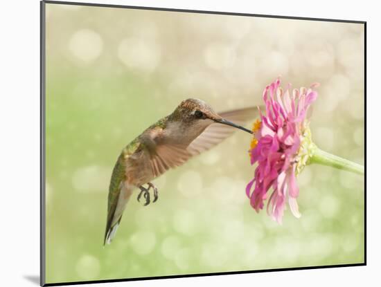 Dreamy Image Of A Ruby-Throated Hummingbird Feeding On A Pink Zinnia Flower-Sari ONeal-Mounted Photographic Print