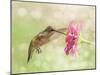 Dreamy Image Of A Ruby-Throated Hummingbird Feeding On A Pink Zinnia Flower-Sari ONeal-Mounted Photographic Print