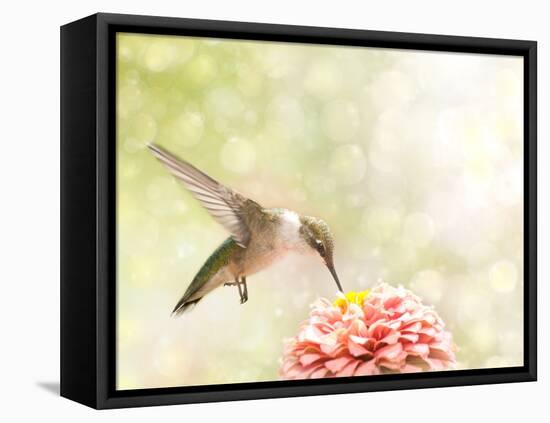 Dreamy Image Of A Ruby-Throated Hummingbird Feeding On A Pink Zinnia-Sari ONeal-Framed Stretched Canvas