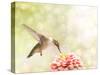 Dreamy Image Of A Ruby-Throated Hummingbird Feeding On A Pink Zinnia-Sari ONeal-Stretched Canvas