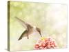 Dreamy Image Of A Ruby-Throated Hummingbird Feeding On A Pink Zinnia-Sari ONeal-Stretched Canvas