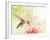 Dreamy Image Of A Ruby-Throated Hummingbird Feeding On A Pink Zinnia-Sari ONeal-Framed Photographic Print