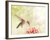 Dreamy Image Of A Ruby-Throated Hummingbird Feeding On A Pink Zinnia-Sari ONeal-Framed Photographic Print