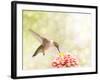 Dreamy Image Of A Ruby-Throated Hummingbird Feeding On A Pink Zinnia-Sari ONeal-Framed Photographic Print