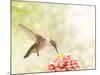 Dreamy Image Of A Ruby-Throated Hummingbird Feeding On A Pink Zinnia-Sari ONeal-Mounted Photographic Print