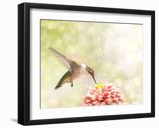 Dreamy Image Of A Ruby-Throated Hummingbird Feeding On A Pink Zinnia-Sari ONeal-Framed Photographic Print