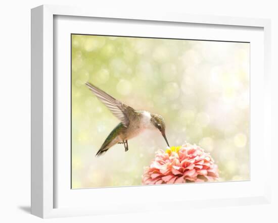 Dreamy Image Of A Ruby-Throated Hummingbird Feeding On A Pink Zinnia-Sari ONeal-Framed Photographic Print