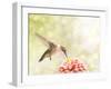 Dreamy Image Of A Ruby-Throated Hummingbird Feeding On A Pink Zinnia-Sari ONeal-Framed Photographic Print