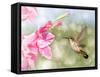 Dreamy Image Of A Ruby-Throated Hummingbird Hovering Next To A Pink Gladiolus Flower-Sari ONeal-Framed Stretched Canvas