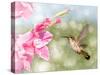 Dreamy Image Of A Ruby-Throated Hummingbird Hovering Next To A Pink Gladiolus Flower-Sari ONeal-Stretched Canvas