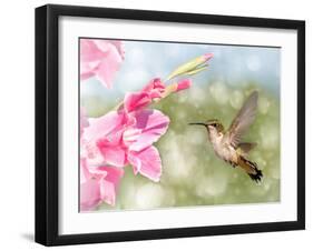 Dreamy Image Of A Ruby-Throated Hummingbird Hovering Next To A Pink Gladiolus Flower-Sari ONeal-Framed Photographic Print