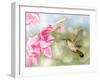 Dreamy Image Of A Ruby-Throated Hummingbird Hovering Next To A Pink Gladiolus Flower-Sari ONeal-Framed Photographic Print