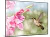 Dreamy Image Of A Ruby-Throated Hummingbird Hovering Next To A Pink Gladiolus Flower-Sari ONeal-Mounted Photographic Print