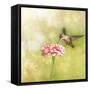 Dreamy Image Of A Tiny Female Hummingbird Feeding On A Pink Zinnia-Sari ONeal-Framed Stretched Canvas