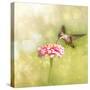 Dreamy Image Of A Tiny Female Hummingbird Feeding On A Pink Zinnia-Sari ONeal-Stretched Canvas