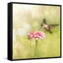 Dreamy Image Of A Tiny Female Hummingbird Feeding On A Pink Zinnia-Sari ONeal-Framed Stretched Canvas