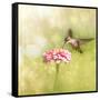 Dreamy Image Of A Tiny Female Hummingbird Feeding On A Pink Zinnia-Sari ONeal-Framed Stretched Canvas