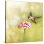 Dreamy Image Of A Tiny Female Hummingbird Feeding On A Pink Zinnia-Sari ONeal-Stretched Canvas