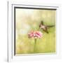 Dreamy Image Of A Tiny Female Hummingbird Feeding On A Pink Zinnia-Sari ONeal-Framed Photographic Print