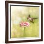 Dreamy Image Of A Tiny Female Hummingbird Feeding On A Pink Zinnia-Sari ONeal-Framed Photographic Print