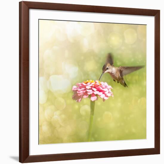 Dreamy Image Of A Tiny Female Hummingbird Feeding On A Pink Zinnia-Sari ONeal-Framed Photographic Print