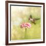 Dreamy Image Of A Tiny Female Hummingbird Feeding On A Pink Zinnia-Sari ONeal-Framed Photographic Print