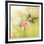 Dreamy Image Of A Tiny Female Hummingbird Feeding On A Pink Zinnia-Sari ONeal-Framed Photographic Print