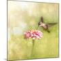 Dreamy Image Of A Tiny Female Hummingbird Feeding On A Pink Zinnia-Sari ONeal-Mounted Photographic Print