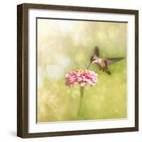 Dreamy Image Of A Tiny Female Hummingbird Feeding On A Pink Zinnia-Sari ONeal-Framed Photographic Print