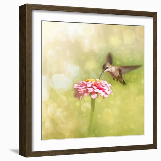 Dreamy Image Of A Tiny Female Hummingbird Feeding On A Pink Zinnia-Sari ONeal-Framed Photographic Print